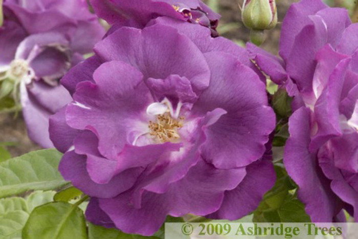 rosa-rhapsody-in-blue-rose-floribunda-blossom[1]