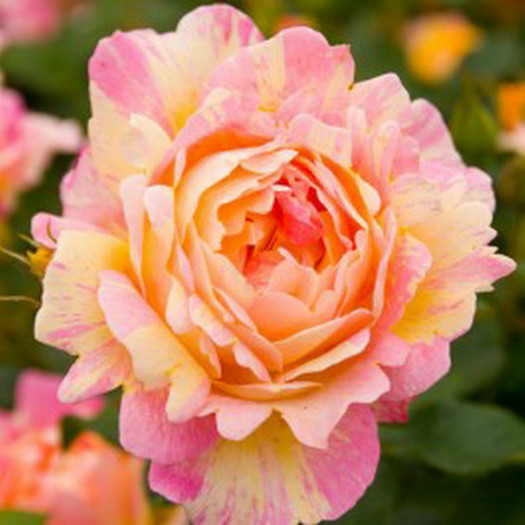 rose-des-cisterciens-746203-1[3]