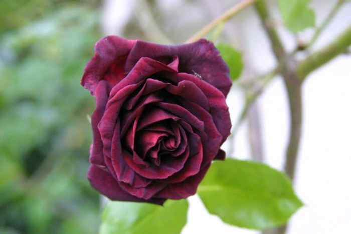 RoseGuinea[1]