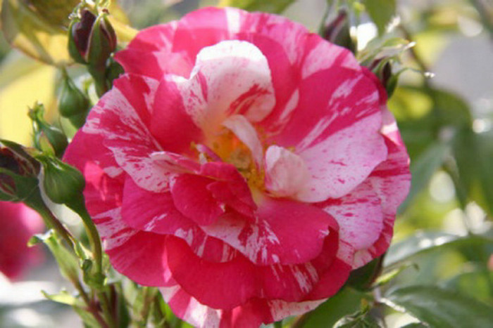 Twist-Rose[1]