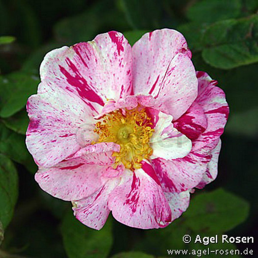 versicolor 1