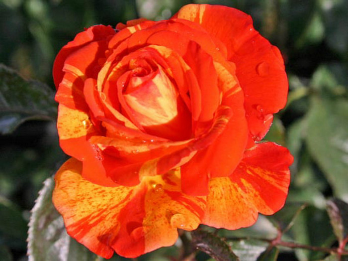Papagena