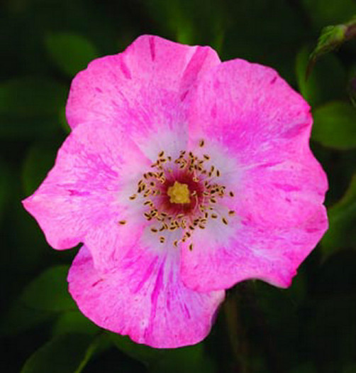 Pink_Meidiland0776[1]