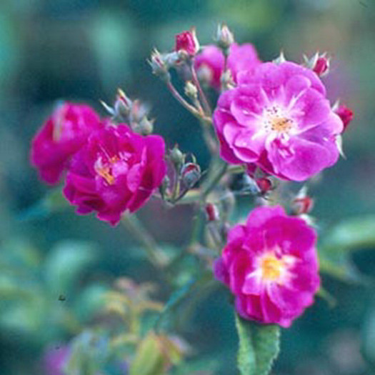 purpleskyliner300[1]