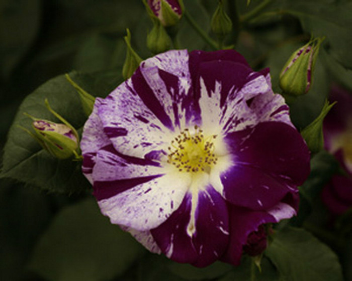 PurpleSplash6552_300[1]