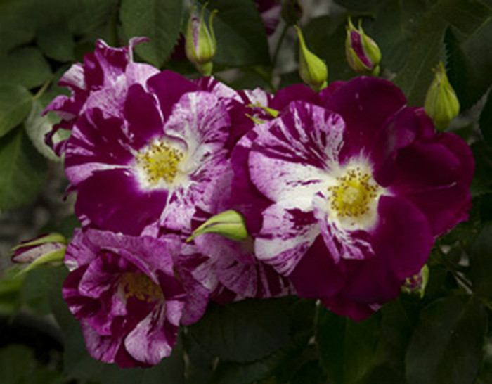 PurpleSplash6906_300[1]
