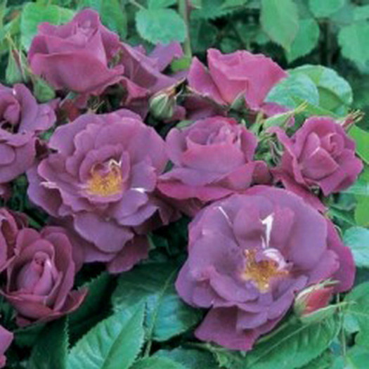 Rhapsody-In-Blue[1]