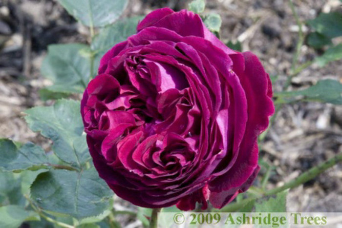 Falstaff-Rose[1]