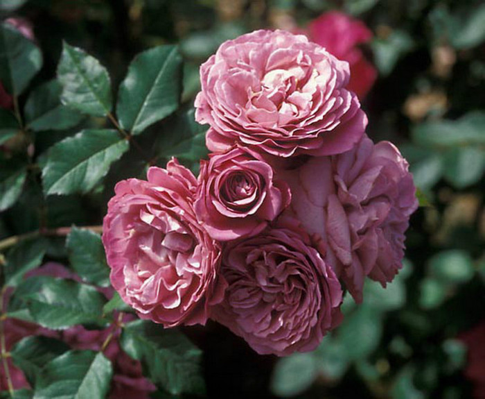Magenta1[1]