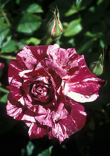 PurpleTiger1[1]