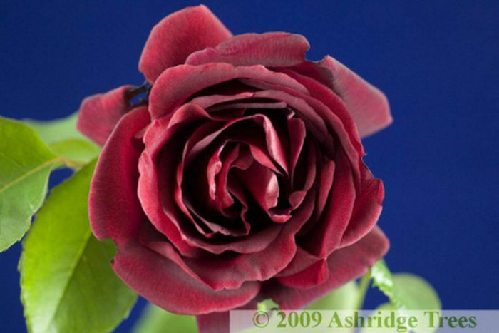 rosa-etoile-de-holland-rose-blossom[1]