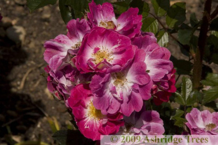 rosa-greetings-rose-floribunda-flowers[1] - Dust in the wind