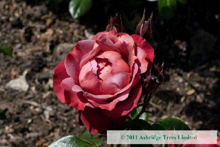 Rosa-Hot-Chocolate-Rose-Bushes[1]