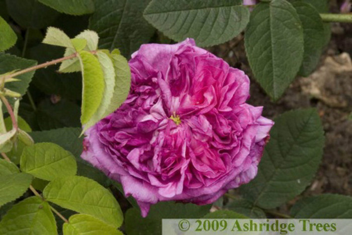 rosa-mundi-rose-shrub-blossom[1] - Dust in the wind