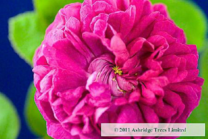 Rosa-Rosa-de-Rescht-Rose-Bushes[1]