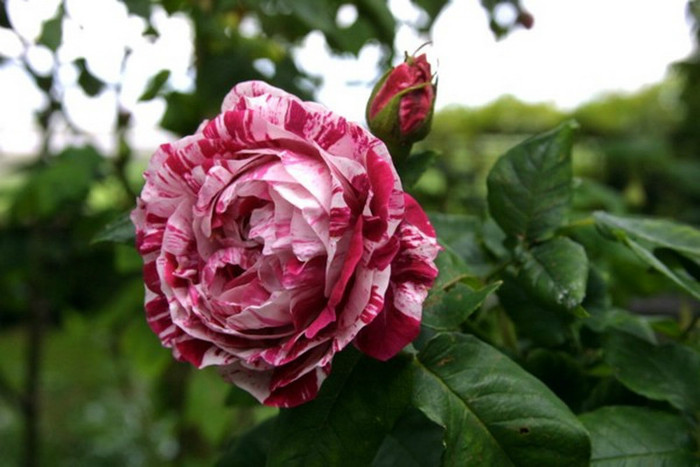 RoseFerdinandPichard[1]