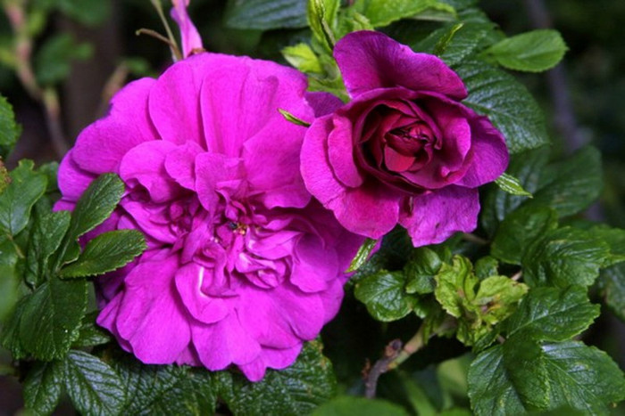 RoseWilliamLobb[1]