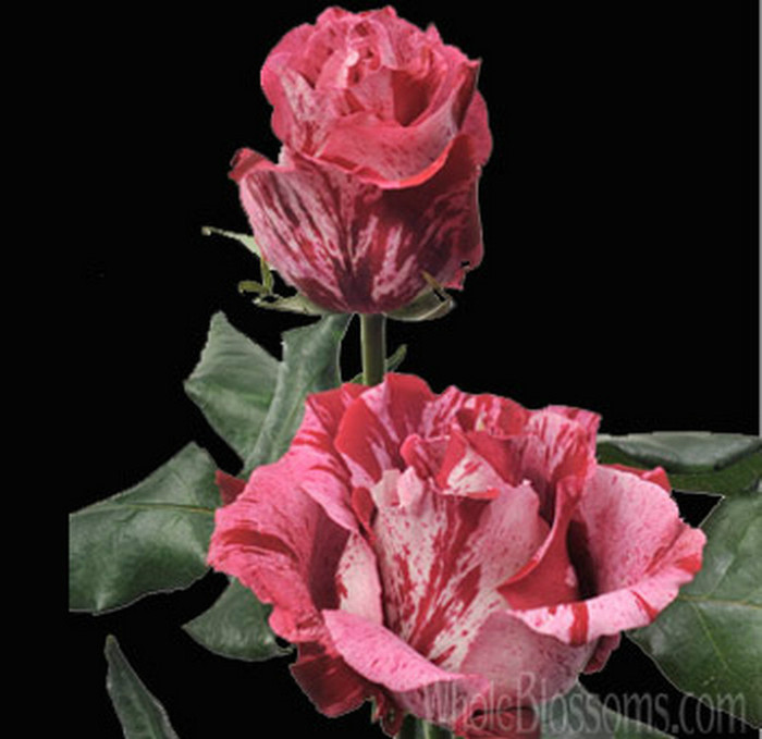 crazy-one-hot-pink-rose[1]