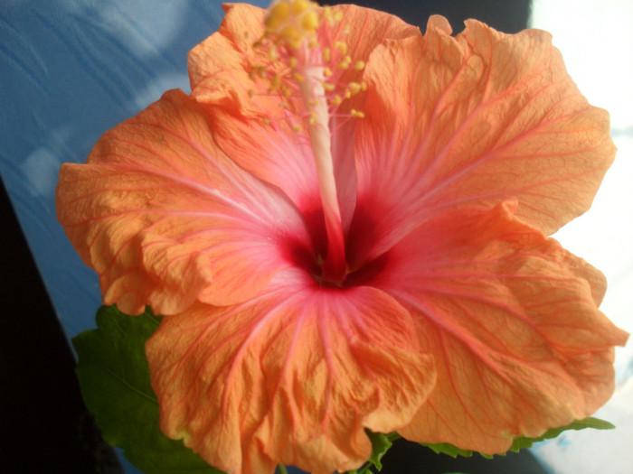 SDC16316 - HIBISCUS-2010-2011