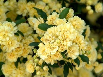 rosa banksia lutea