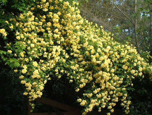 6 - Rosa banksiae Lutea Un trandafir superb