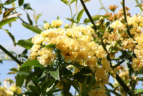 7 - Rosa banksiae Lutea Un trandafir superb