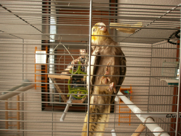 bitza-mica...oarecum mai bine