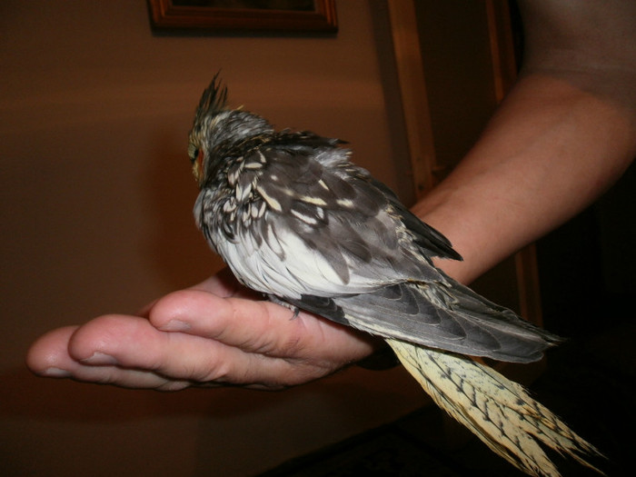 bitza-mica si blanda...