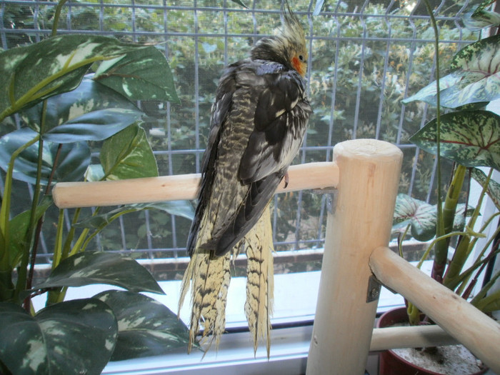 o ultima privire in lumea noastra...