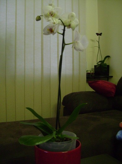 orhidee alba 11nov2011 - Orhidee