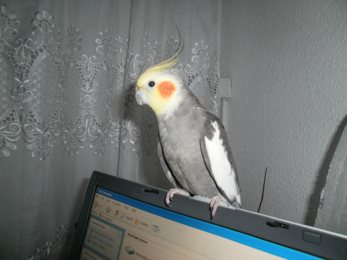 ciufy, interesat de IT si LCD...