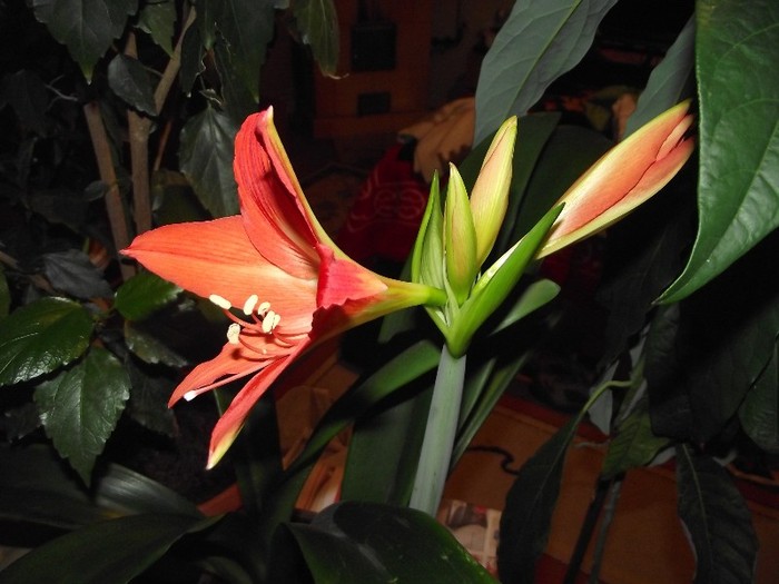 DSCF9206 - Flori 2011