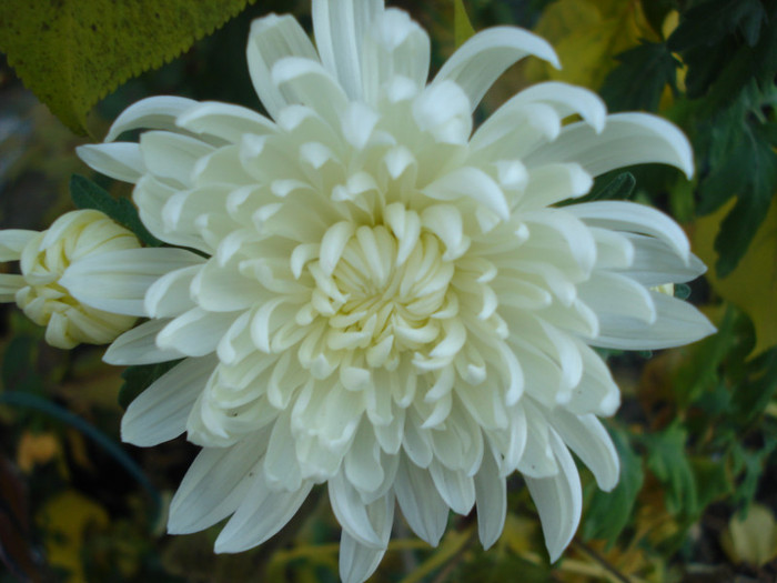 11.11.2011 - Crizanteme