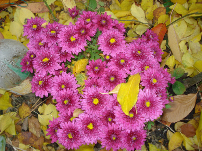 DSC03708 - Crizanteme