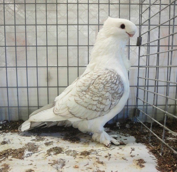 i47417337._szw1280h1280_