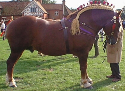 suffolk-punch - cai de tractiune