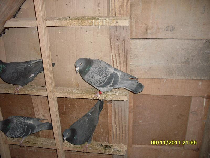 norma vit general tineret