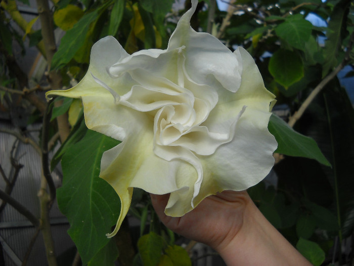 cu un parfum minunat-Brugmansia - Gradina Botanica Jibou