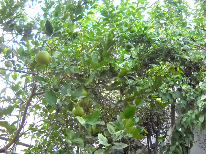 Pomelo(pom) in sera - Gradina Botanica Jibou