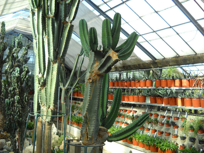 colectie cactusi - Gradina Botanica Jibou