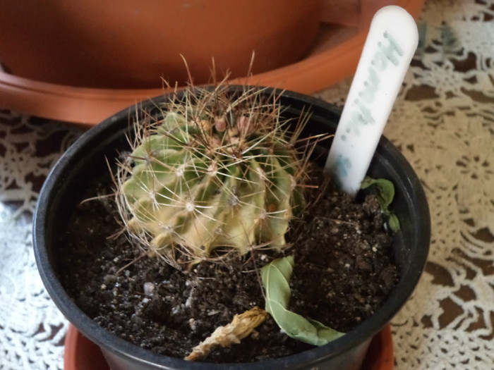 Hamatocactus, 12.11.2011 - Cactusi si suculente 2011