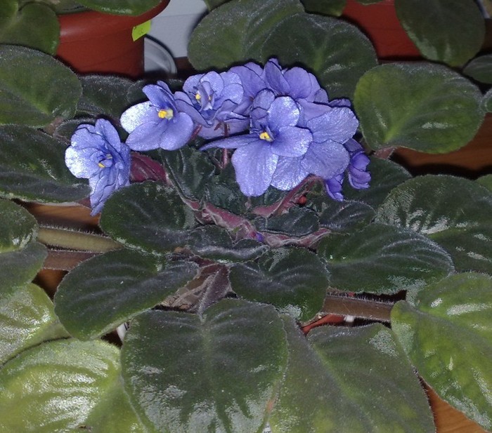 33 - VIOLETE-REGINA FLORILOR DE CAMERA