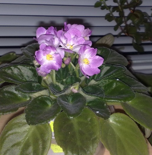 34 - VIOLETE-REGINA FLORILOR DE CAMERA