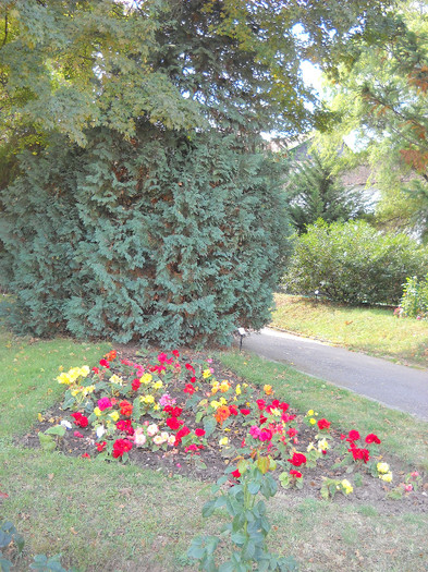 begonia colorate