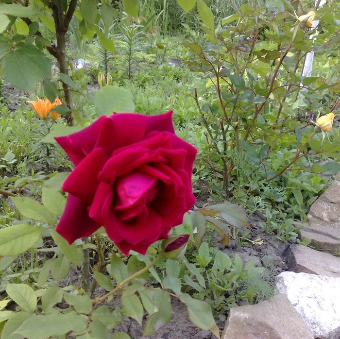 25052011 - Crimson Glory
