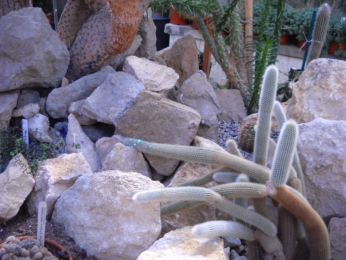 Cactusi superbi - Gradina Botanica Jibou