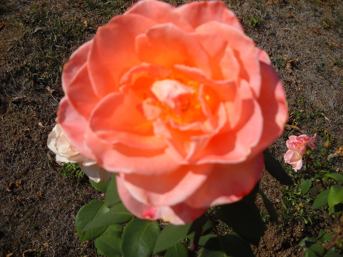 Roza portocaliu - Gradina Botanica Jibou