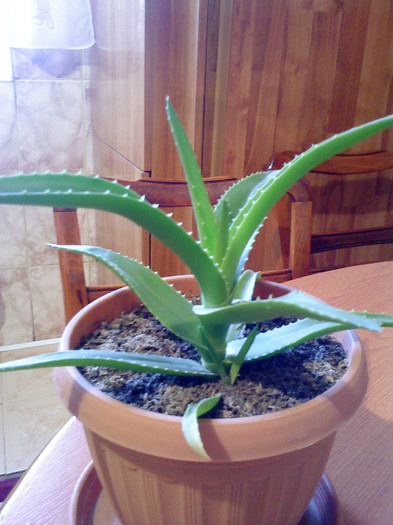 DSC00151; aloe vera
