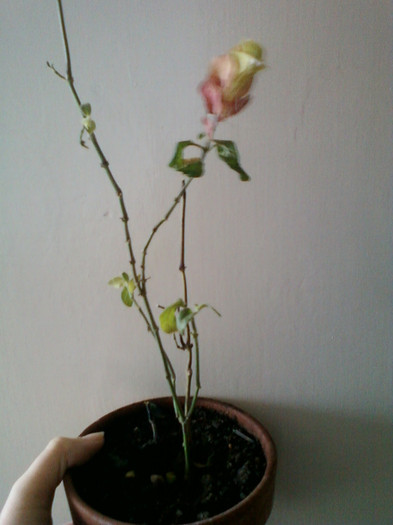 12 noiembrie 2011 019