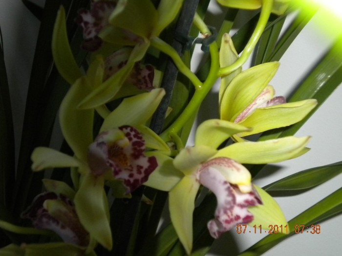 DSCN1387[1] - orhidee 2011